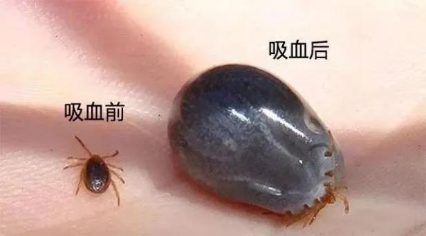 蜱虫常呈红褐色或灰褐色,长卵圆形,背腹扁平,从芝麻粒大到米粒大不等.