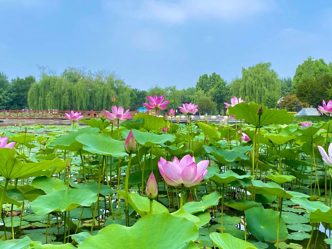 最美荷塘图片大全图片