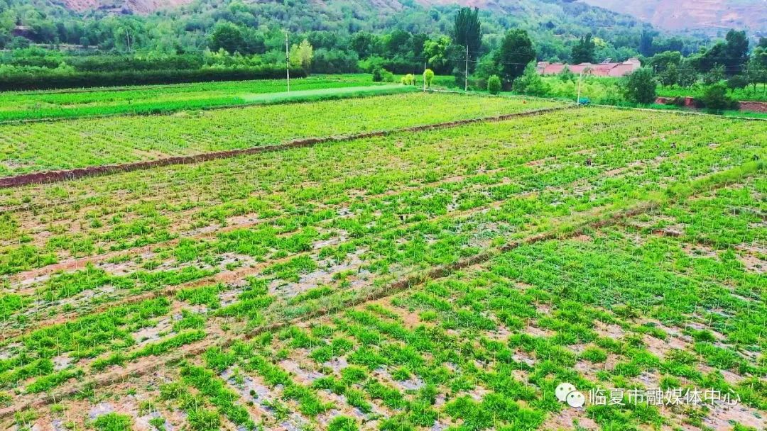 臨夏市南龍鎮金銀花開迎豐收百姓笑採致富花