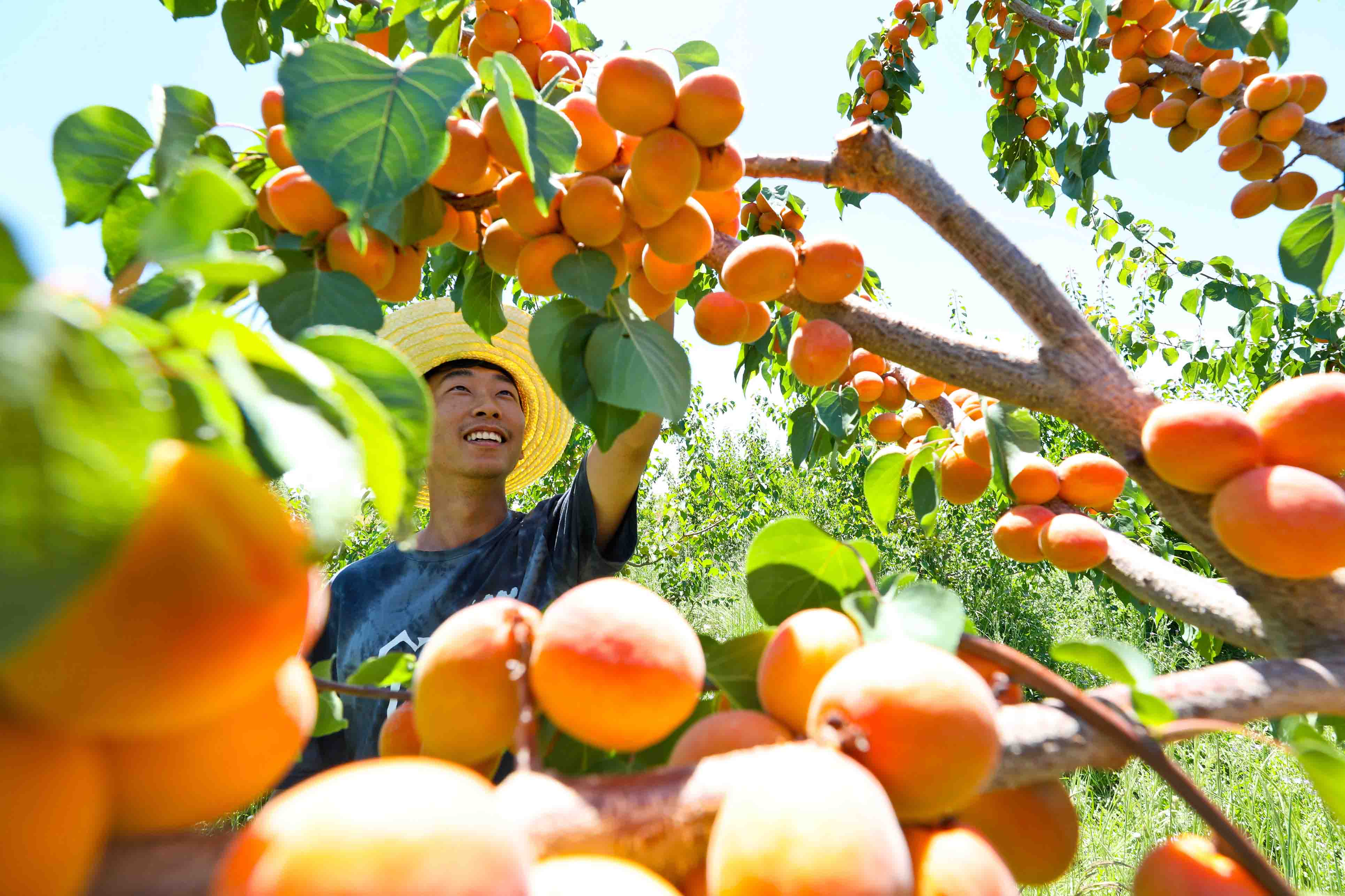 盛开的杏树高清图图片