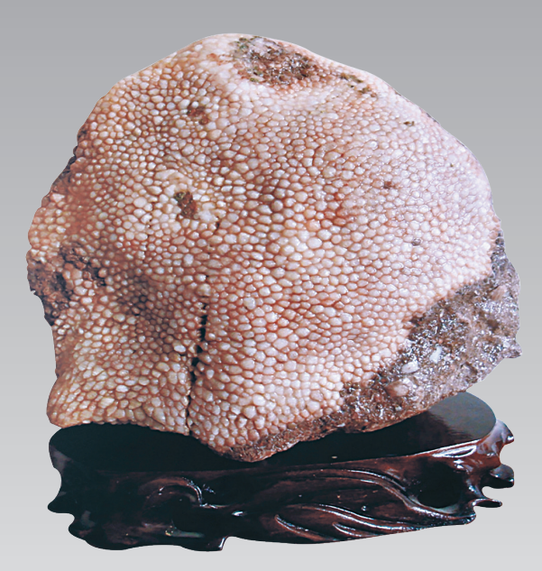 一千万的珊瑚虫化石图片