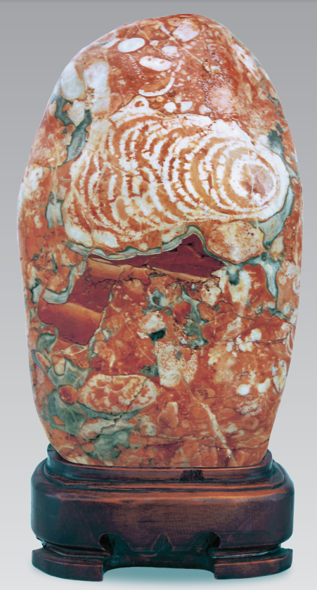 海绵化石《绚丽多彩》