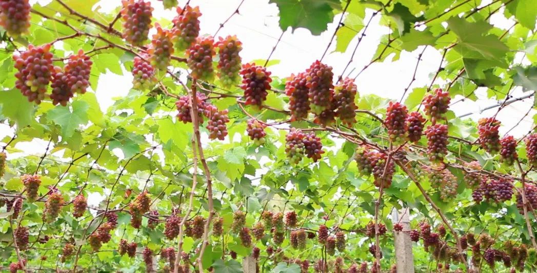 弥勒东风水晶葡萄熟了价格美丽尝鲜的约起