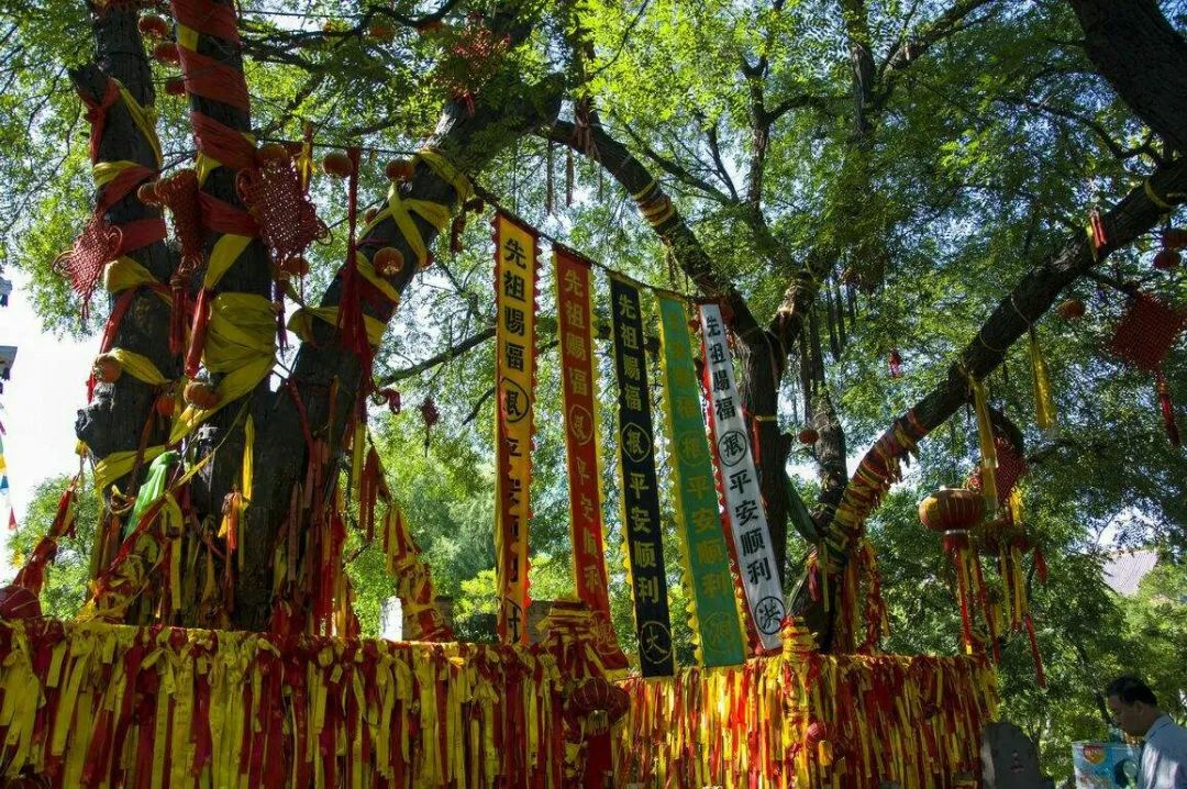 山西人游山西丨为什么洪洞大槐树承载整个中国的乡愁