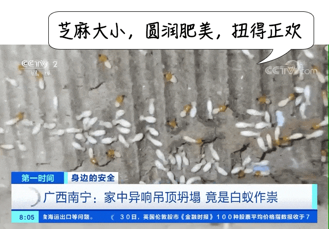 密密麻麻,此虫多地爆发!钻衣服、拆你家…遇到千万别这样做