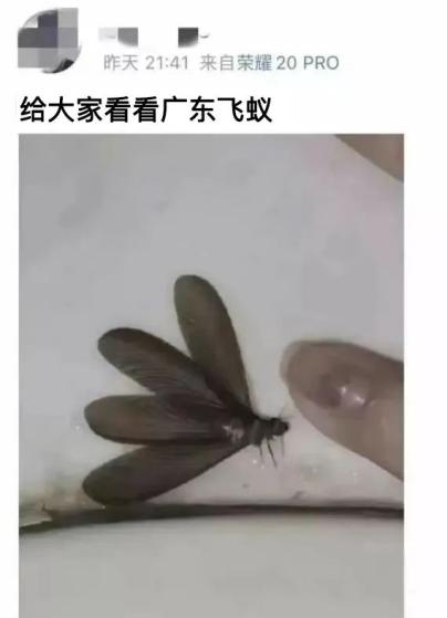 密密麻麻,此虫多地爆发!钻衣服、拆你家…遇到千万别这样做