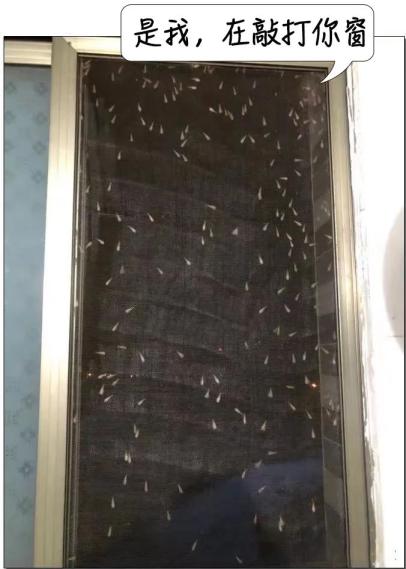 密密麻麻,此虫多地爆发!钻衣服、拆你家…遇到千万别这样做