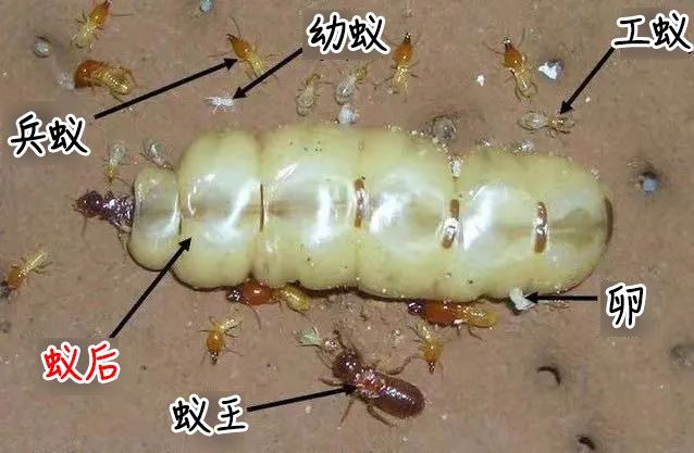 密密麻麻,此虫多地爆发!钻衣服、拆你家…遇到千万别这样做