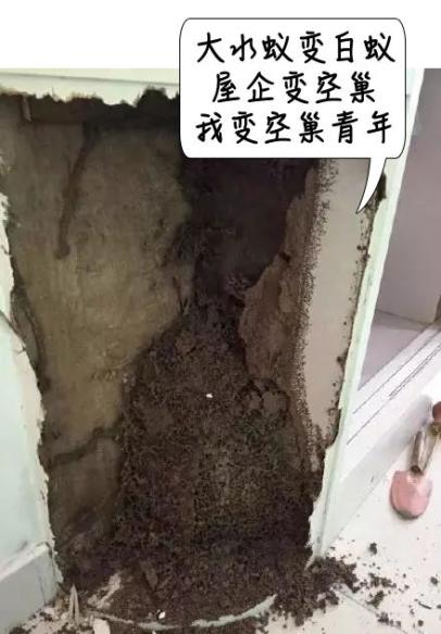 密密麻麻,此虫多地爆发!钻衣服、拆你家…遇到千万别这样做