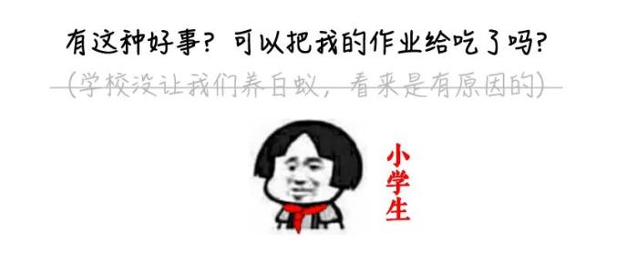 密密麻麻,此虫多地爆发!钻衣服、拆你家…遇到千万别这样做