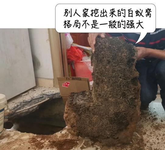 密密麻麻,此虫多地爆发!钻衣服、拆你家…遇到千万别这样做