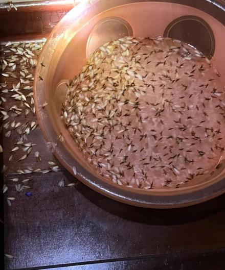 密密麻麻,此虫多地爆发!钻衣服、拆你家…遇到千万别这样做