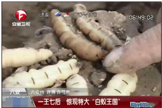 密密麻麻,此虫多地爆发!钻衣服、拆你家…遇到千万别这样做