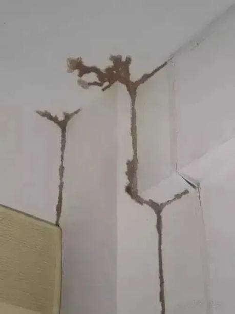 密密麻麻,此虫多地爆发!钻衣服、拆你家…遇到千万别这样做