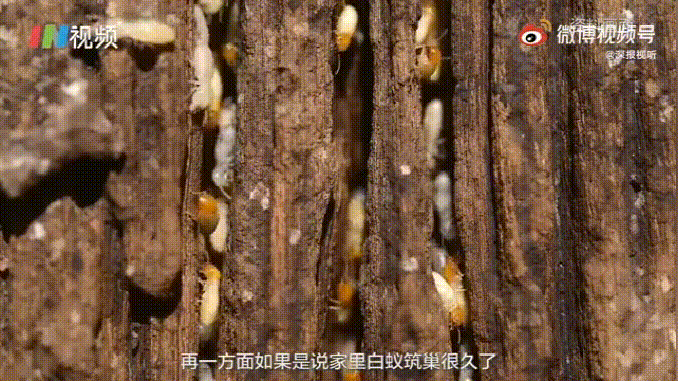 密密麻麻,此虫多地爆发!钻衣服、拆你家…遇到千万别这样做