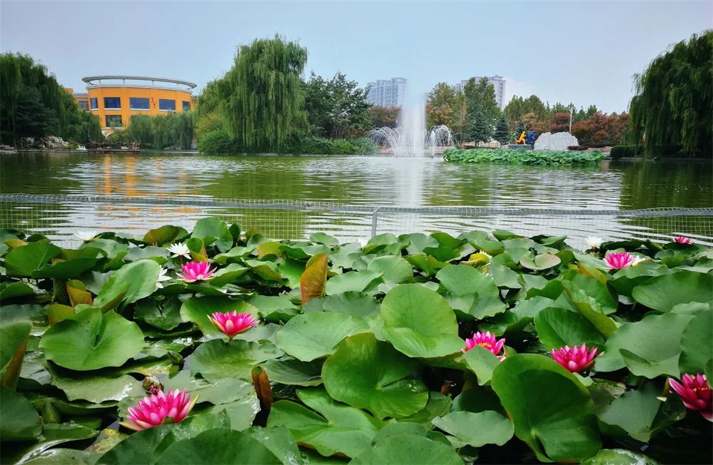 美翻了快来看看这些藏在潍坊校园里的夏日美景