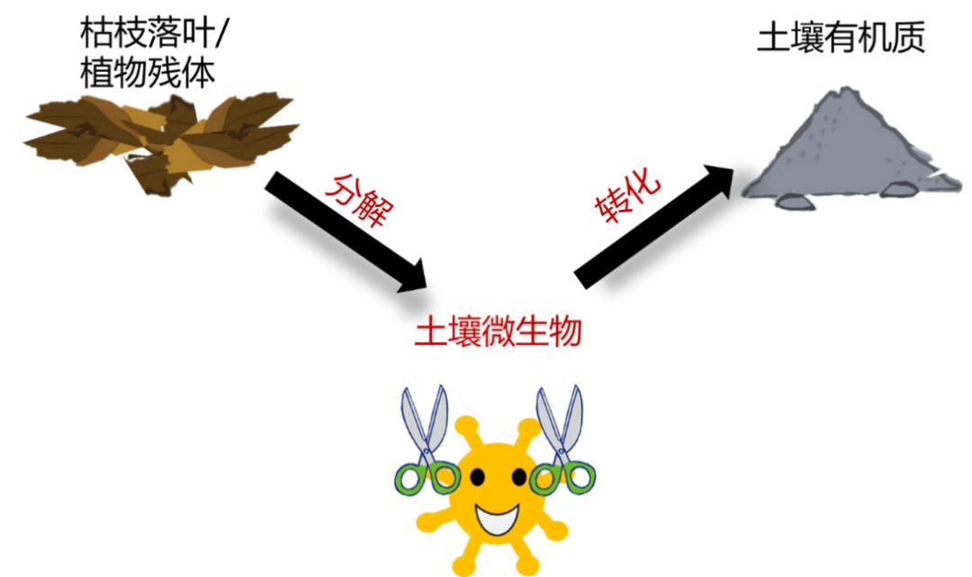 土壤微生物示意图图片