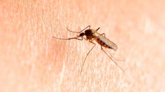 夏天来了，如何选择安全有效的驱蚊产品？