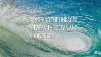 探索海洋与生物多样性之间的联系|联合国《生物多样性公约》的科普贴来了