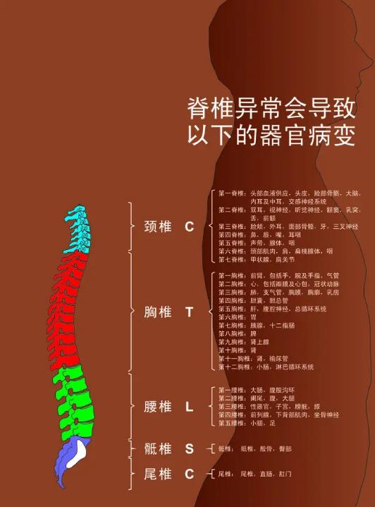 脊椎骨疼痛的原因图图片