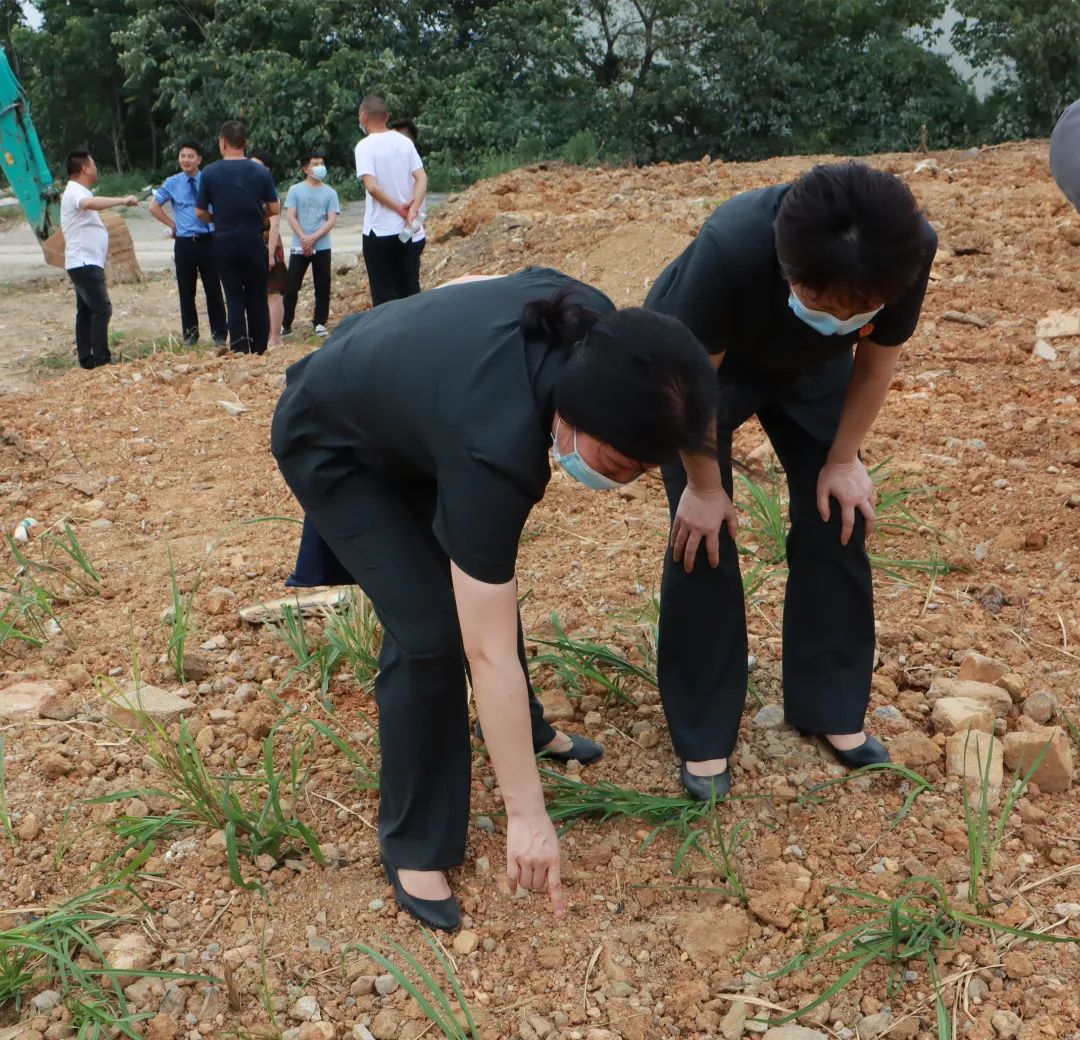 前往江夏区纸坊街何家湖村实地查看受损农用地恢复情况,落实判后环境
