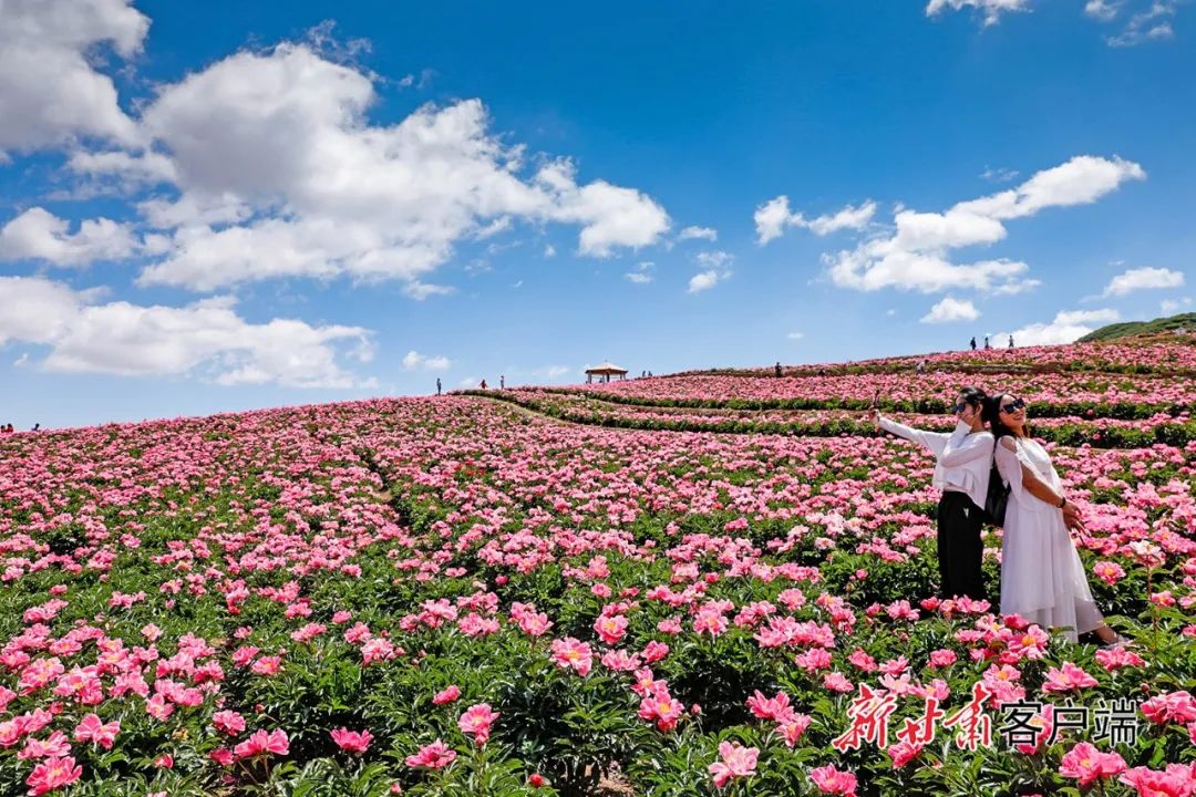 武威市古浪县芍药花开醉游人