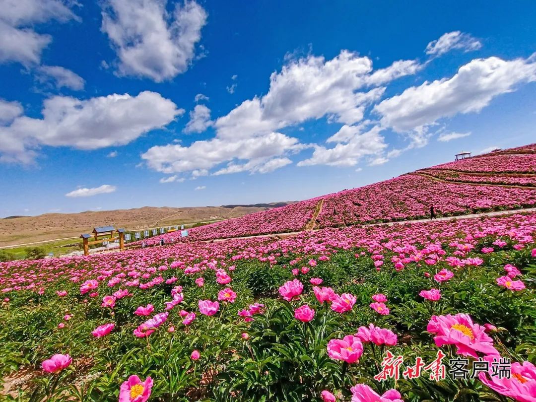 武威市古浪县芍药花开醉游人