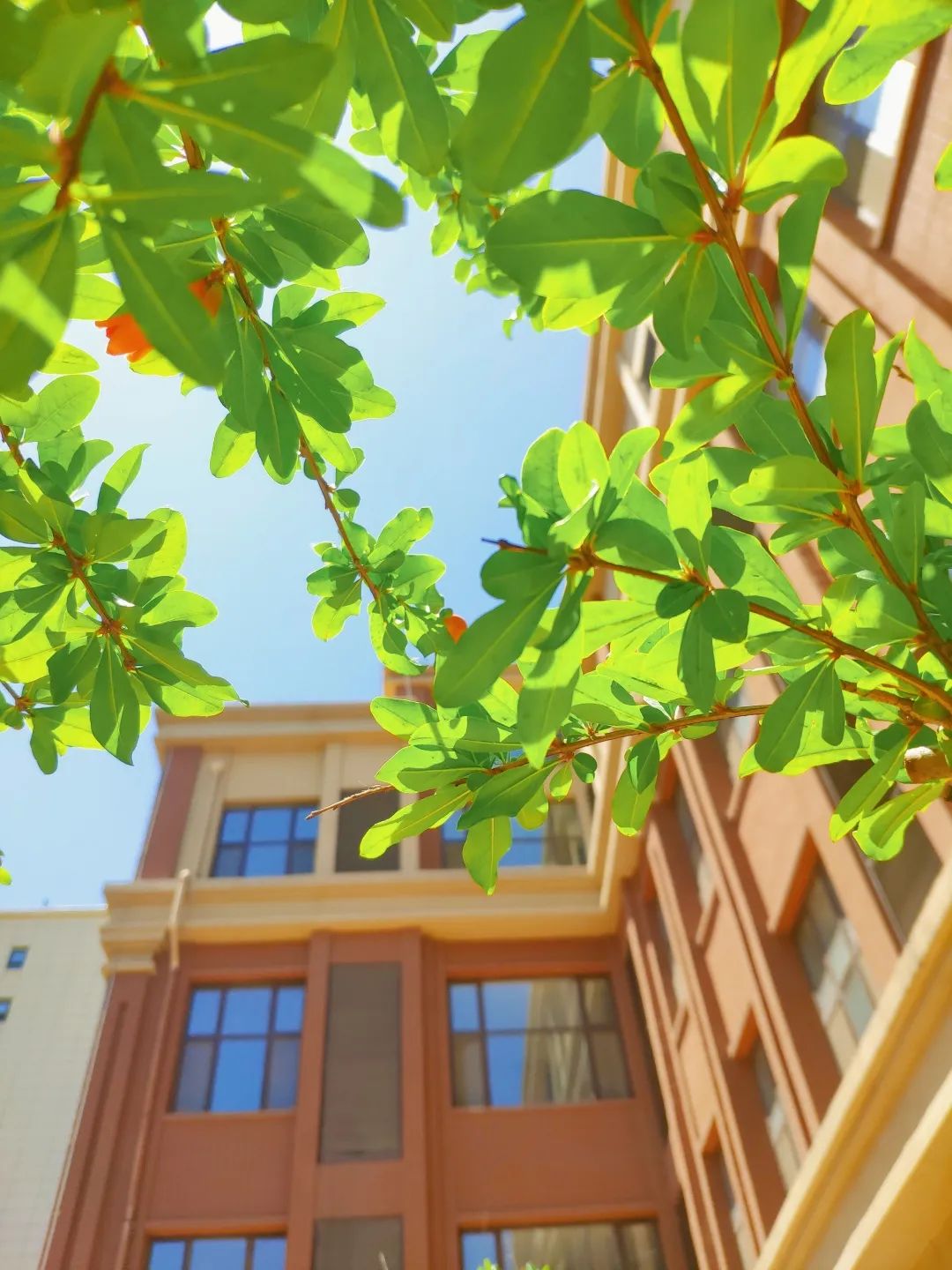 潍坊的校园太好看