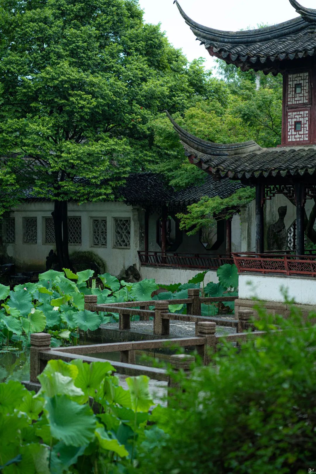 影像|留园听雨_澎湃号·湃客_澎湃新闻-the paper