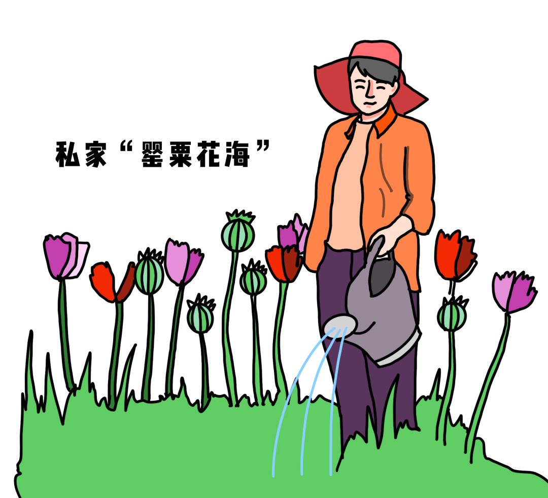 国际禁毒日人生不毒行速来get禁毒知识漫画
