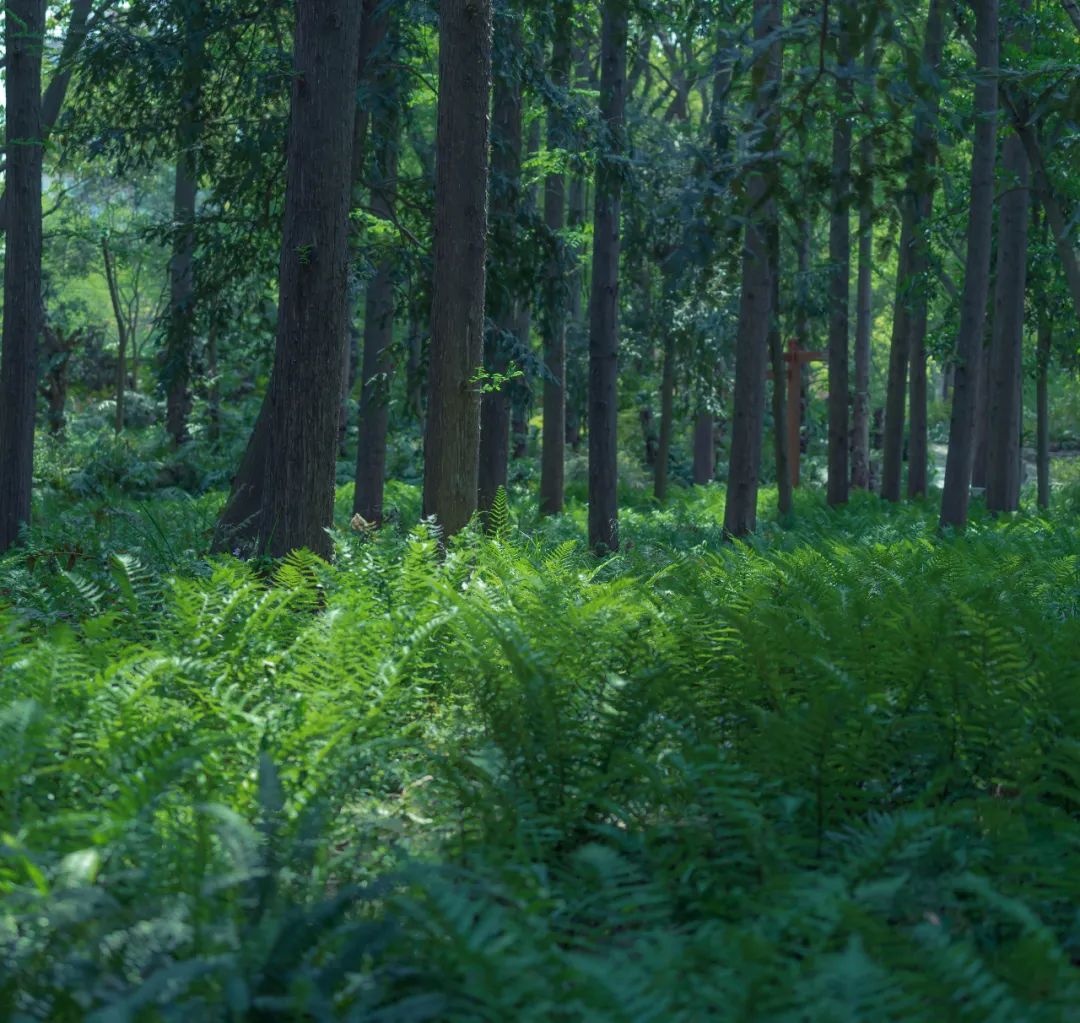 树木愈发葱茏,丛林会更加鲜活,空气中夹杂着清新而潮湿的泥土味,徜徉