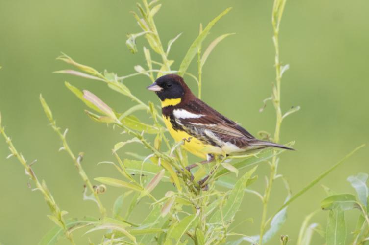 黄胸鹀被看作是鸟中的"大熊猫"黄胸鹀,俗称禾花雀,黄豆瓣,烙铁背,因