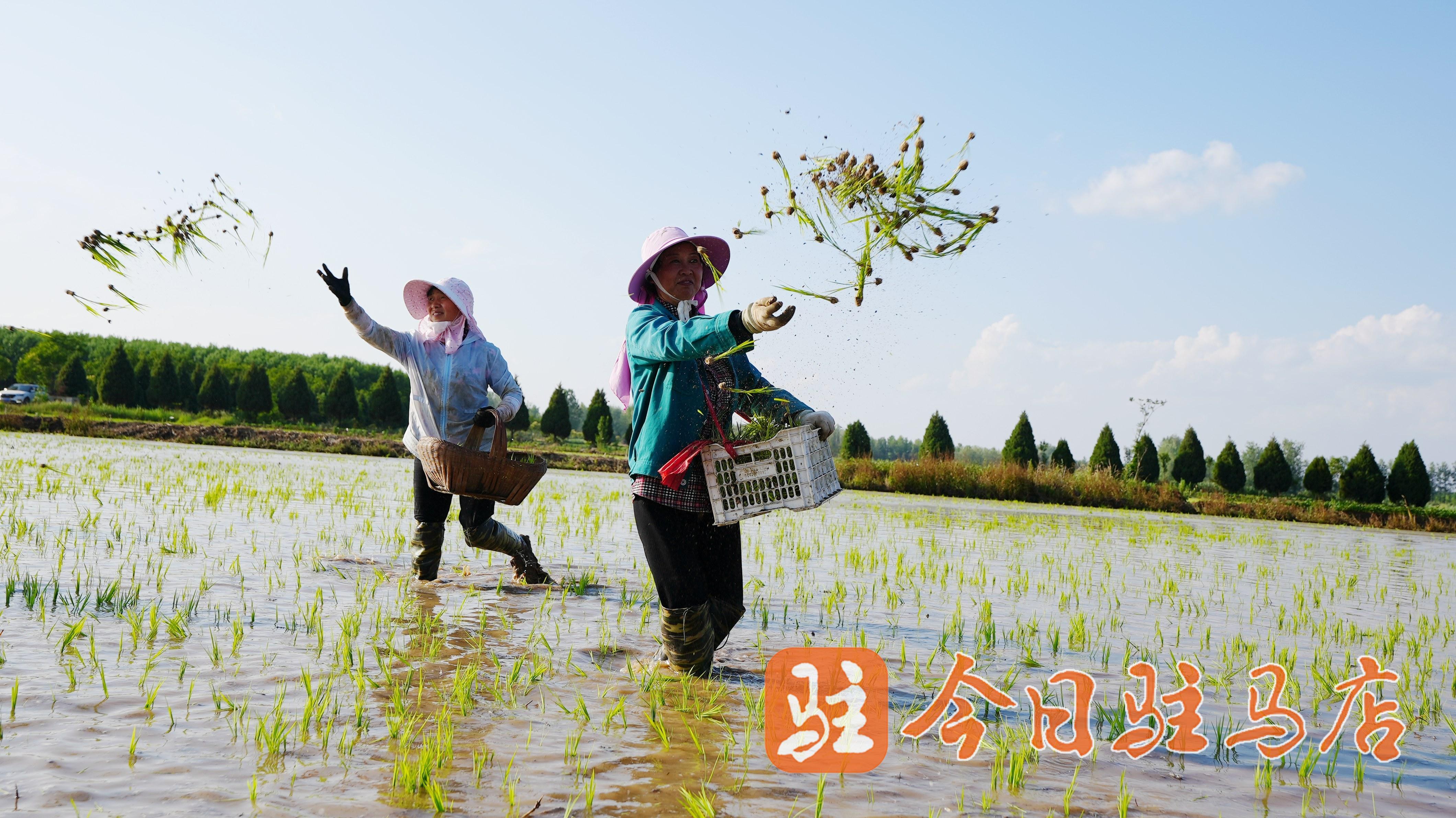 镇禾盛生态农业水稻种植基地,几十名工人正在没过膝盖的水田中抛秧