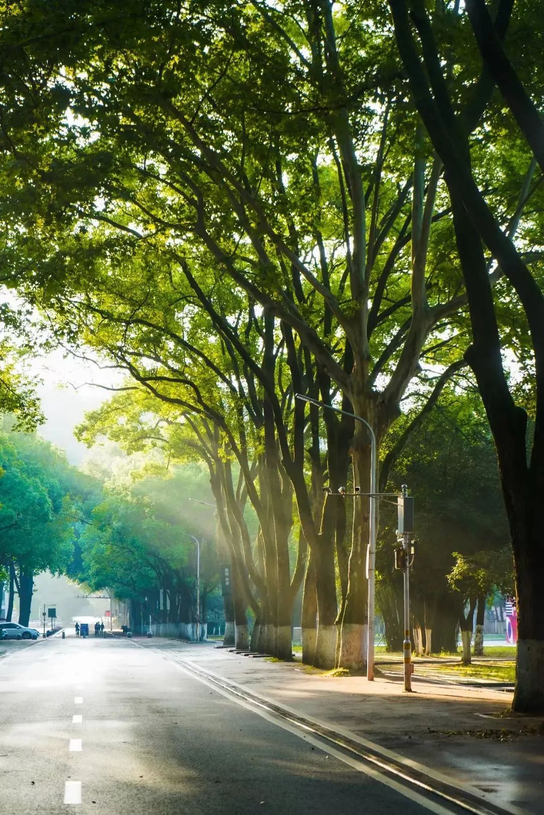 梅亭……层层绿荫点缀着周围的建筑和风景校园处处洋溢着生机这条路也
