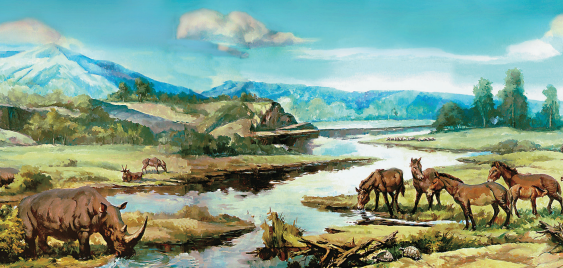 临夏灿烂文化系列画册之临夏和政古生物化石