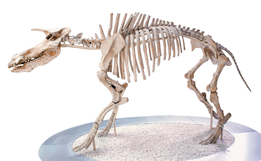 早更新世)长颈鹿类代表河南兽复原图及头骨(晚中新世)萨摩麟复原