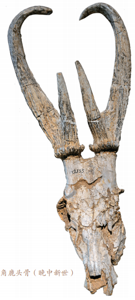 长颈鹿类代表河南兽复原图及头骨(晚中新世)萨摩麟复原骨架(晚中新世)