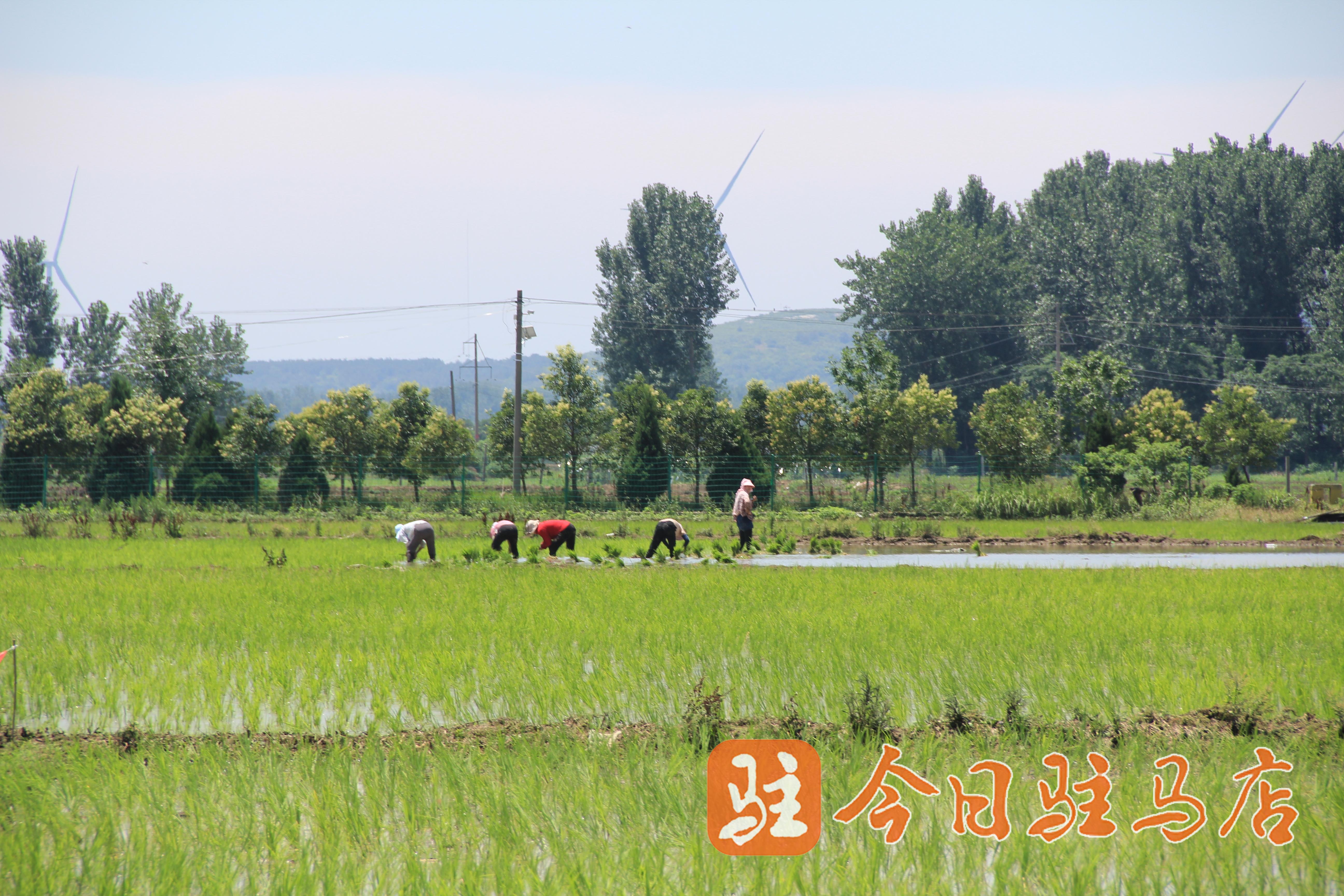 稻田公园抒写乡村振兴的诗和远方