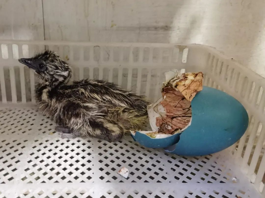 鸸鹋宝宝成长记穿脱西瓜装的故事