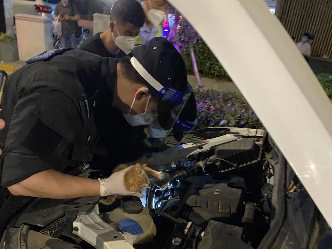 我为群众办实事流浪小猫误入车内杨浦特警暖心救助