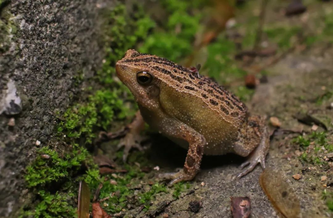 discovershenzhenthespottednarrowmouthedfr