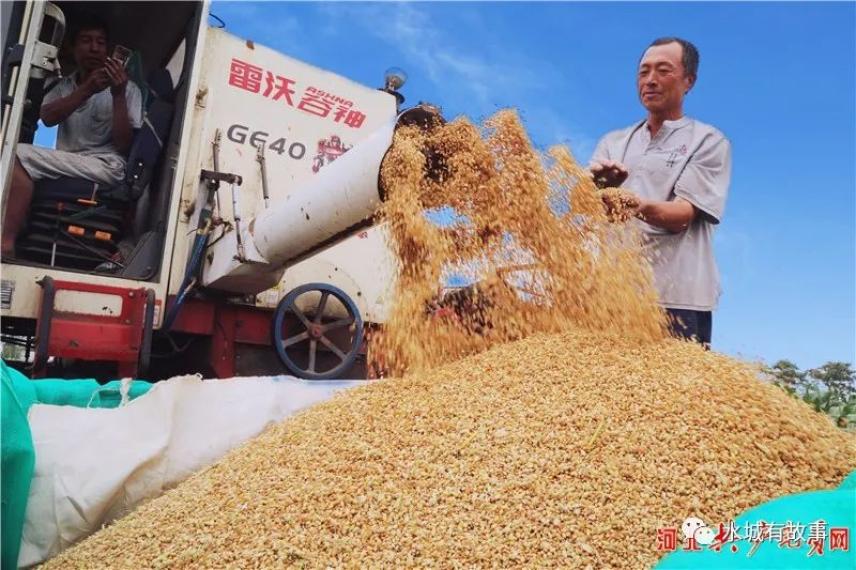 【"三夏"生产】迁安:小麦抢收忙_澎湃号·政务_澎湃新闻-the paper