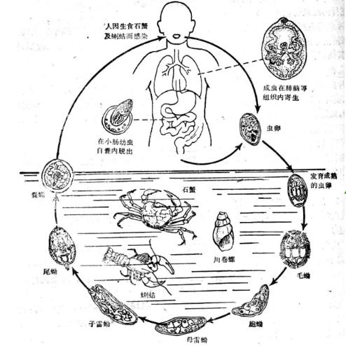 每年桂花飘香,金菊竞放的时节就是肺吸虫们最活跃的时候