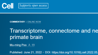 Cell | 蒲慕明发表灵长类大脑的单细胞转录组、连接组和神经调控的文章