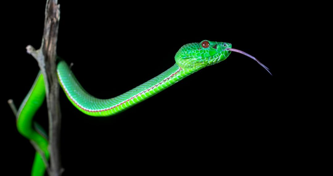 饰尾竹叶青一种在云南分布较为广泛的竹叶青,通常在水沟边灌丛伏击