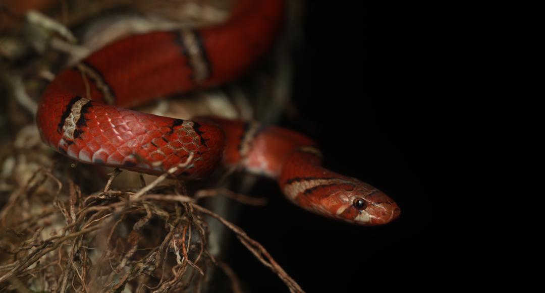 环蛇摄影:曾祥乐绿林蛇摄影:曾祥乐泰国林蛇摄影:曾祥乐茶色林蛇摄影