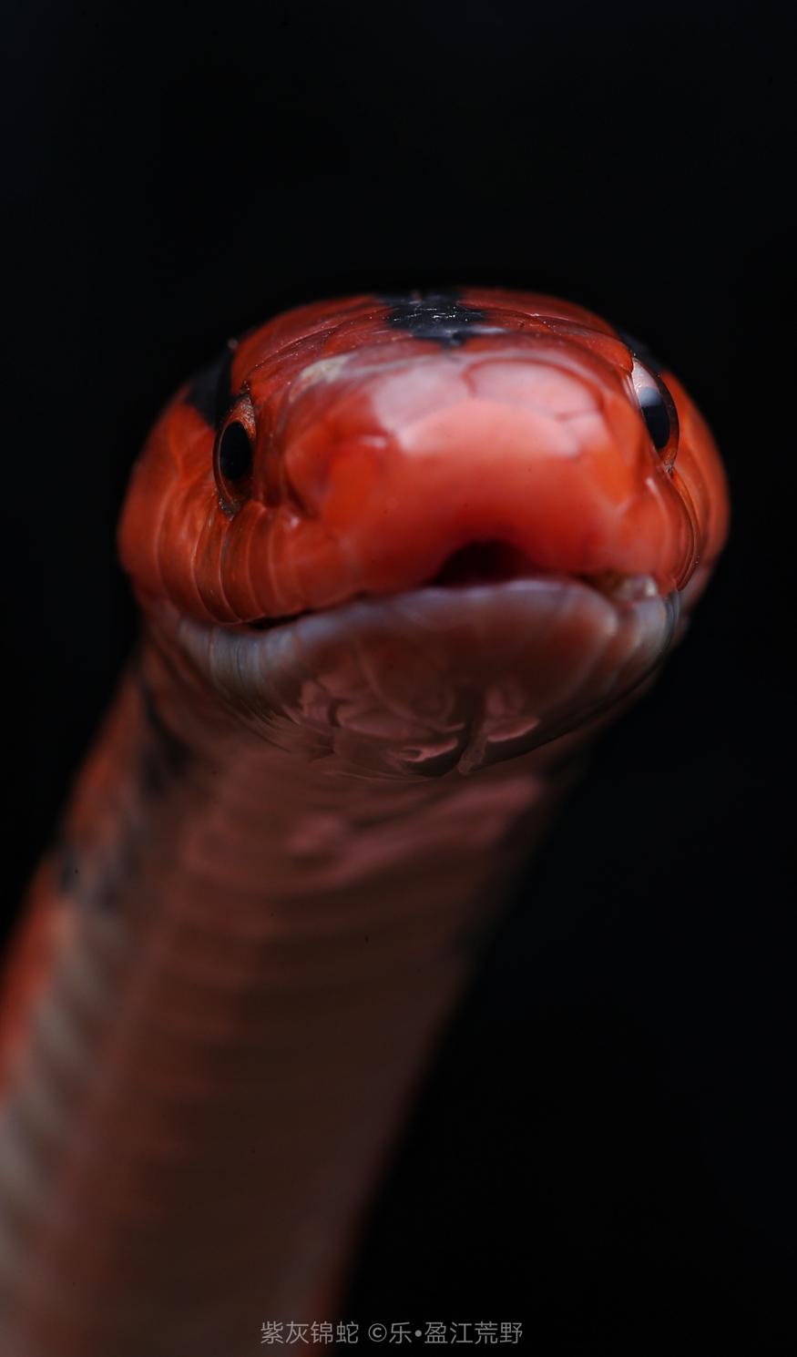 蛇的真实照片图片
