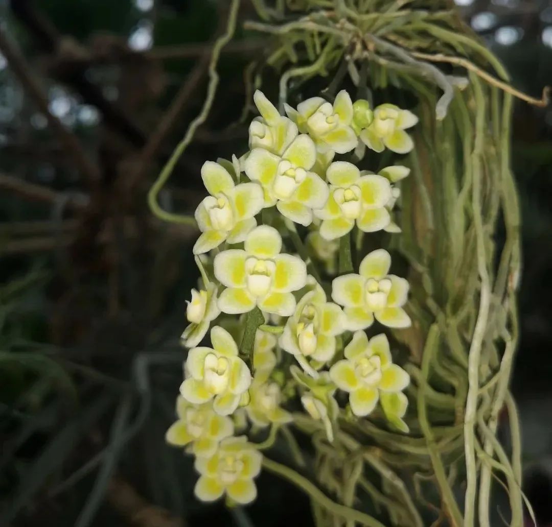 云赏花丨拥有魔幻根的幽灵兰