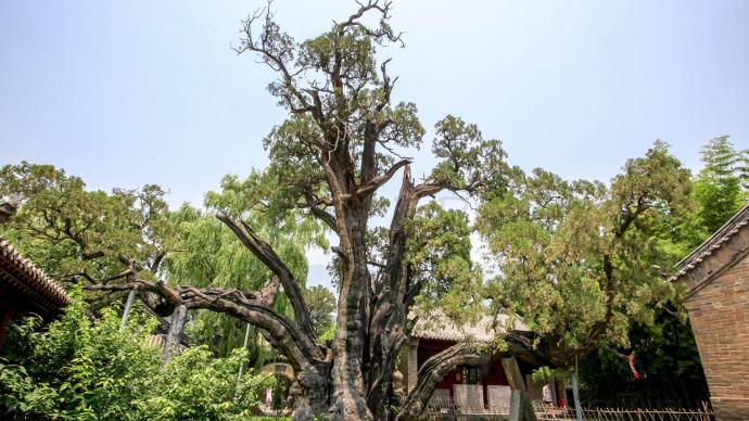 河南最古老的两株柏树5000岁，刘秀封其将军柏，谁大谁小错了40年