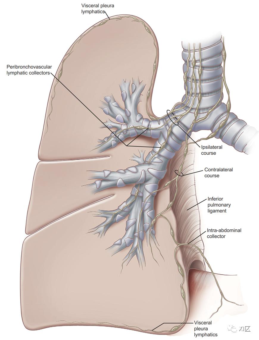 支气管动脉与肺淋巴管解剖_澎湃号·湃客_澎湃新闻-the paper